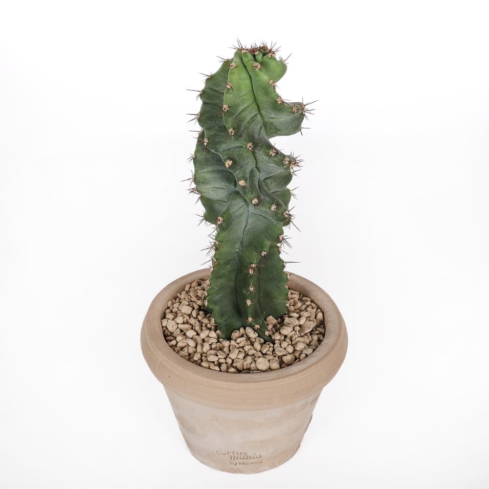 Cereus forbesii spiralis Ø 14