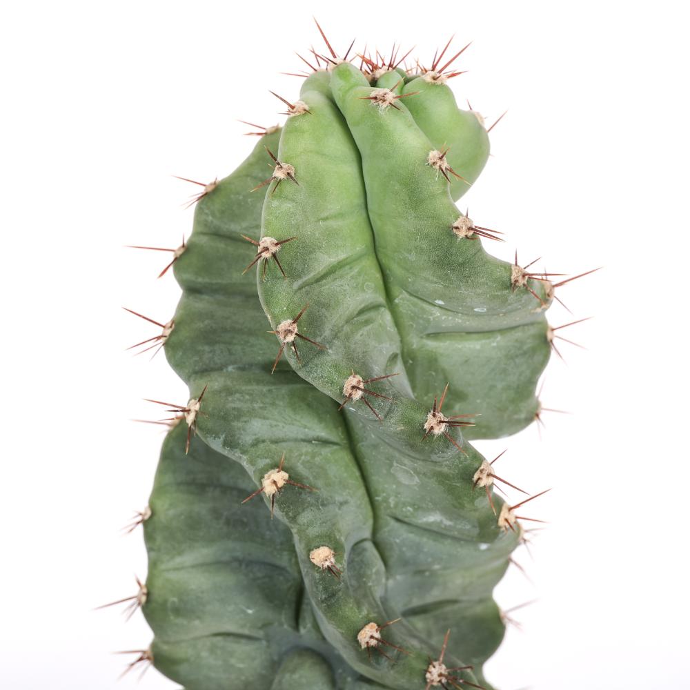 Cereus forbesii spiralis Ø 14