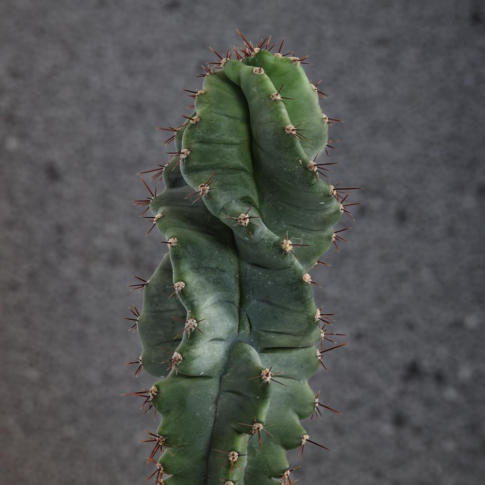 Cereus forbesii spiralis Ø 14
