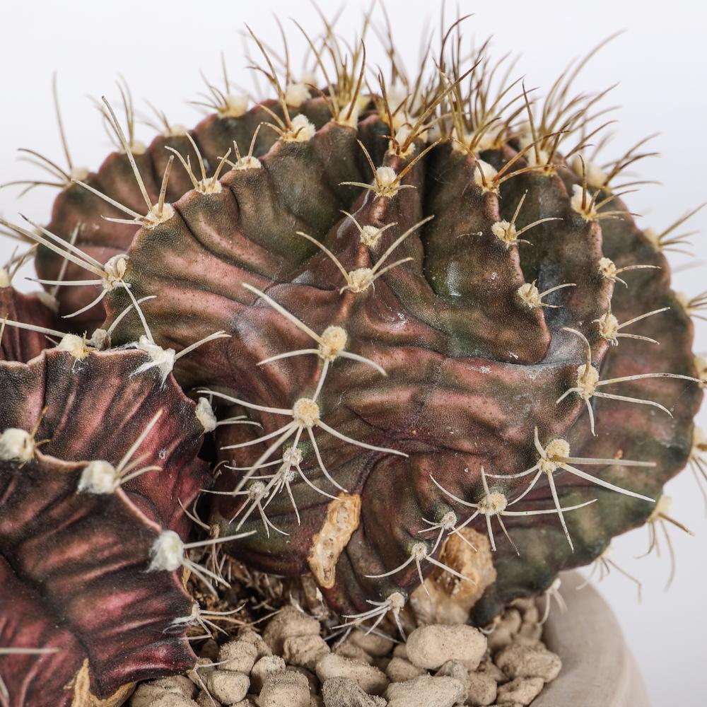 Gymnocalycium mihanovichii Ø 14