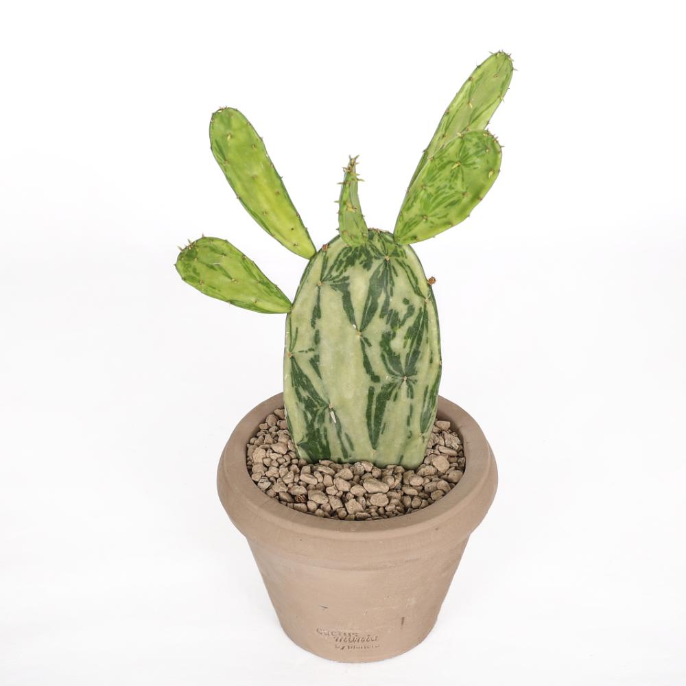 Opuntia cochenillifera f. variegata Ø 14 cm