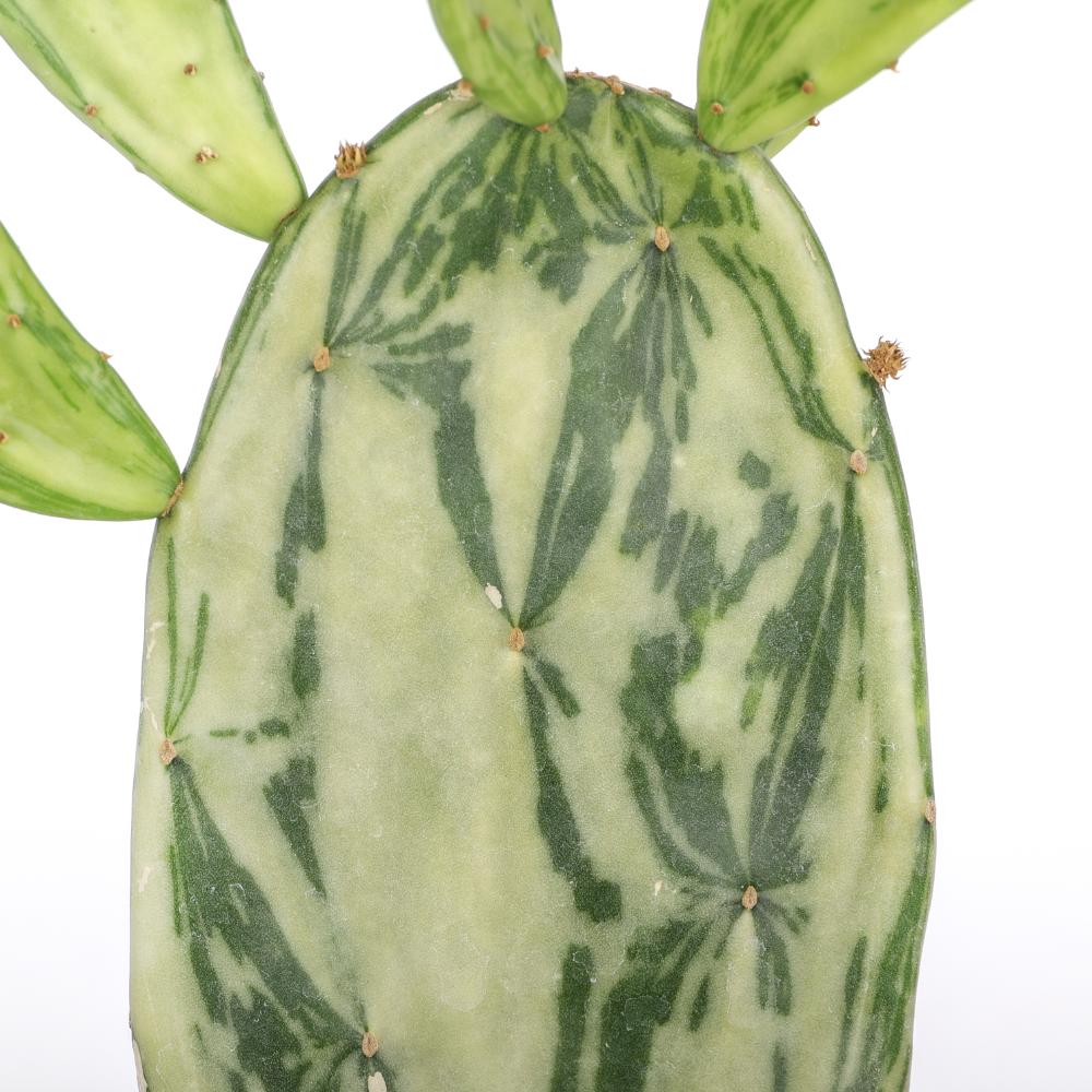Opuntia cochenillifera f. variegata Ø 14 cm