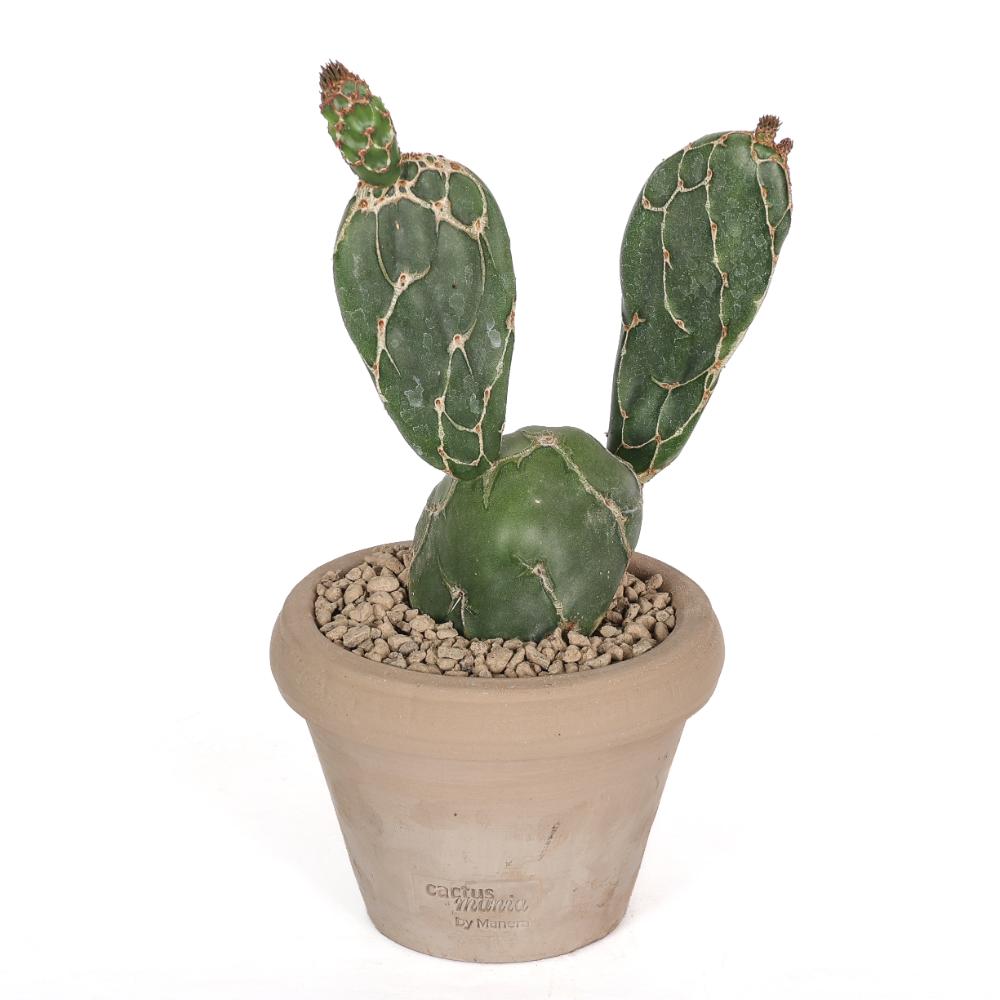 Opuntia zebrina reticulata Ø 14