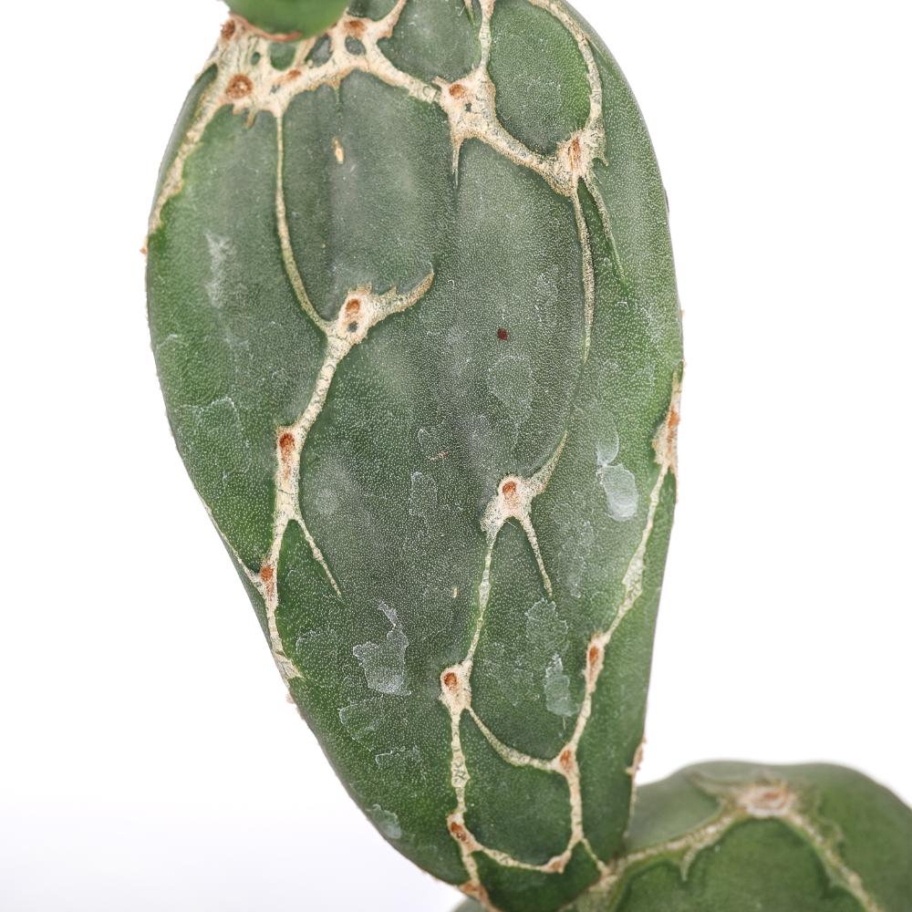 Opuntia zebrina reticulata Ø 14