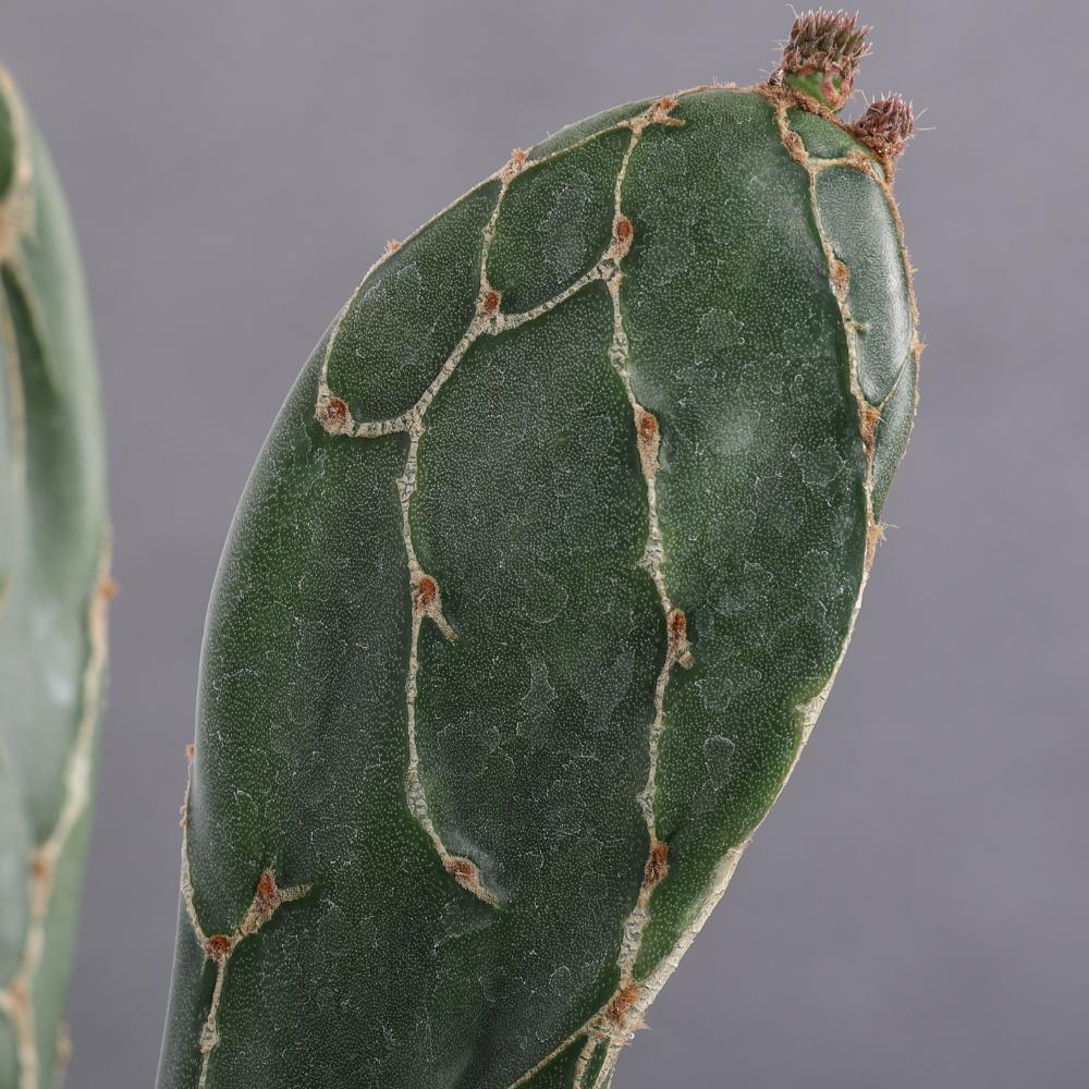 Opuntia zebrina reticulata Ø 14