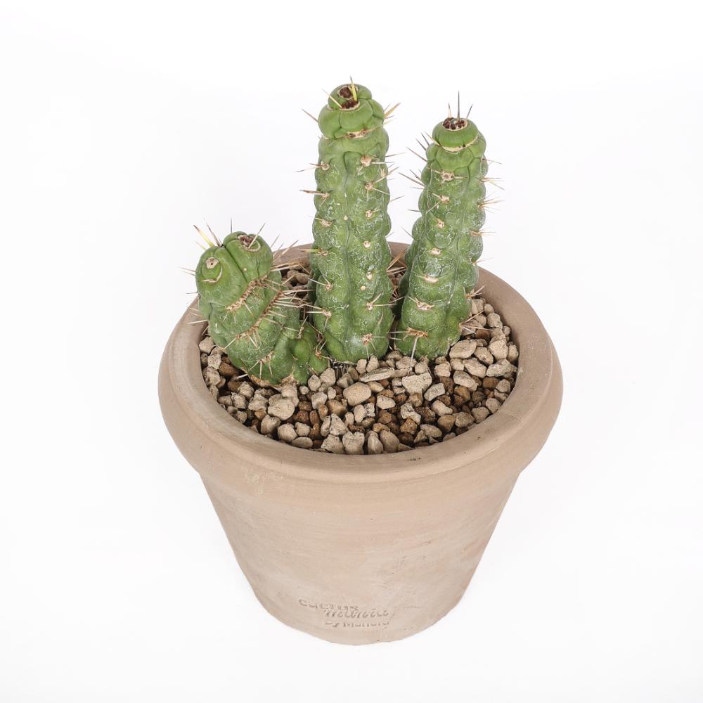 Eulychnia castanea spiralis Ø 14