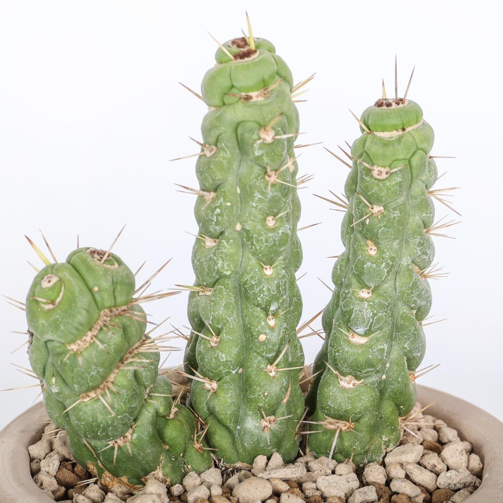 Eulychnia castanea spiralis Ø 14