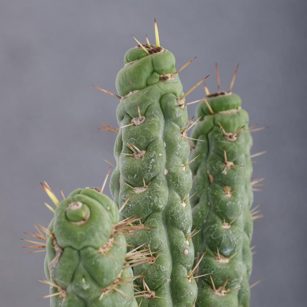 Eulychnia castanea spiralis Ø 14