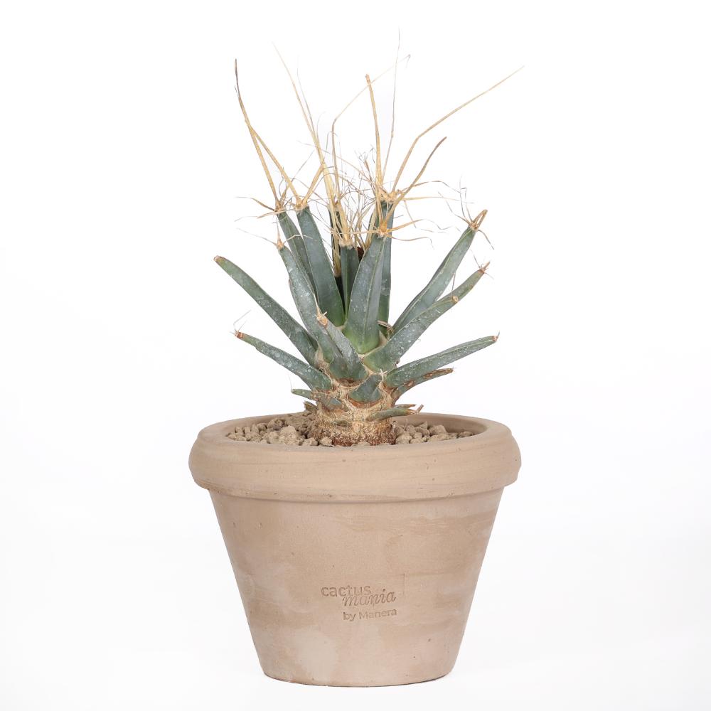 Leuchtenbergia principis Ø 14 cm
