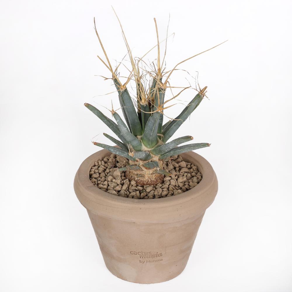 Leuchtenbergia principis Ø 14 cm