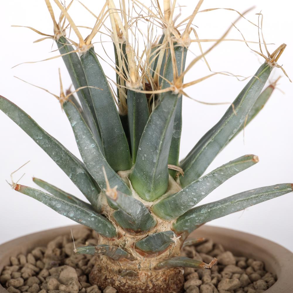 Leuchtenbergia principis Ø 14 cm