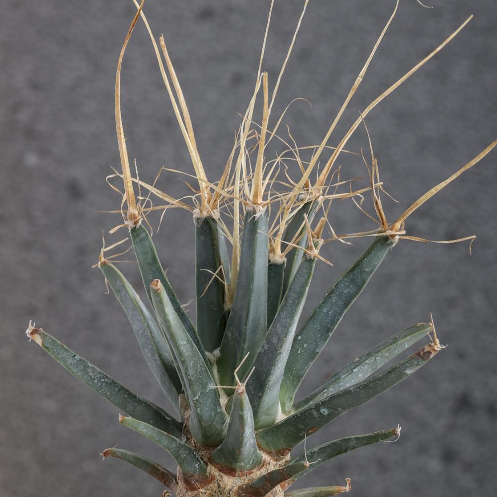 Leuchtenbergia principis Ø 14 cm