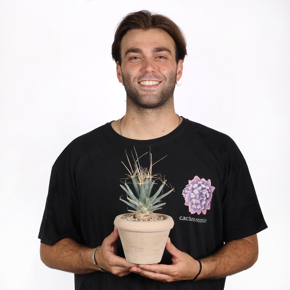 Leuchtenbergia principis Ø 14 cm
