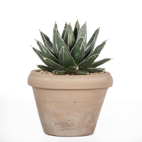 Agave victoriae-reginae Ø 14