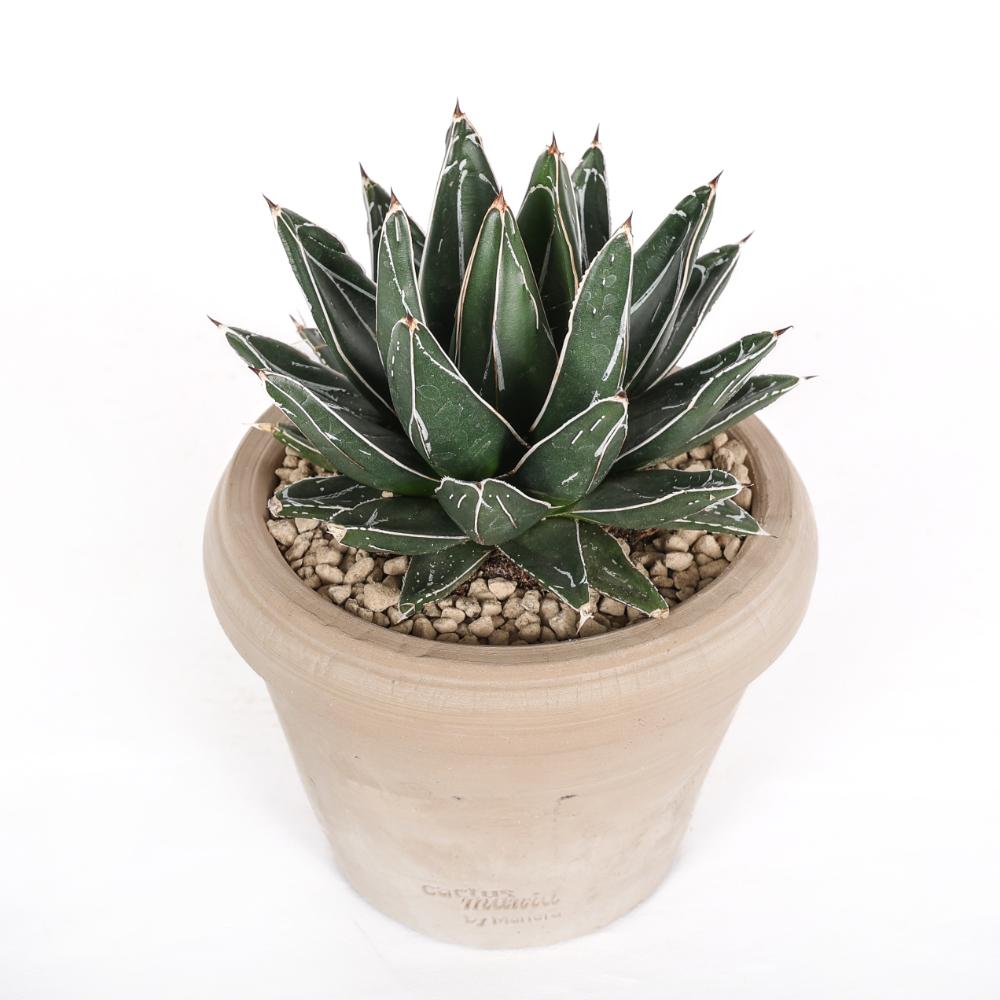 Agave victoriae-reginae Ø 14