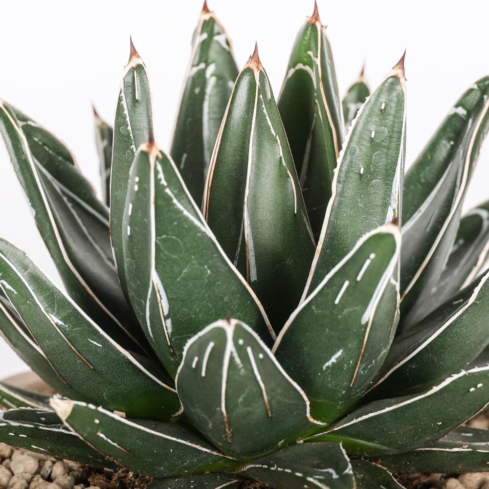 Agave victoriae-reginae Ø 14