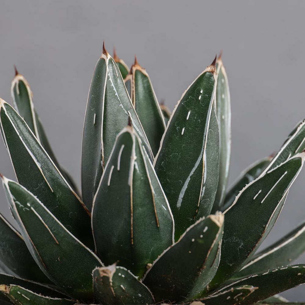 Agave victoriae-reginae Ø 14