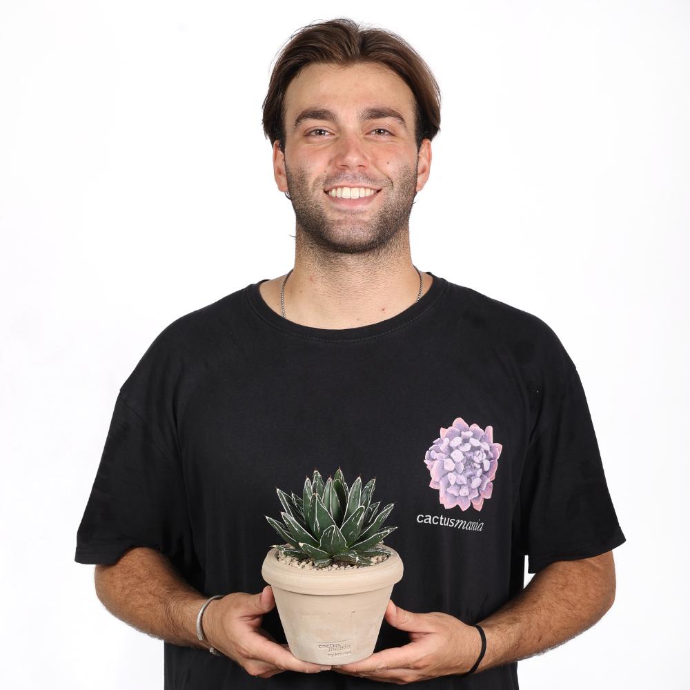 Agave victoriae-reginae Ø 14