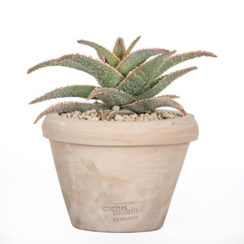 Aloe 'Pink Blush' Ø 14 cm