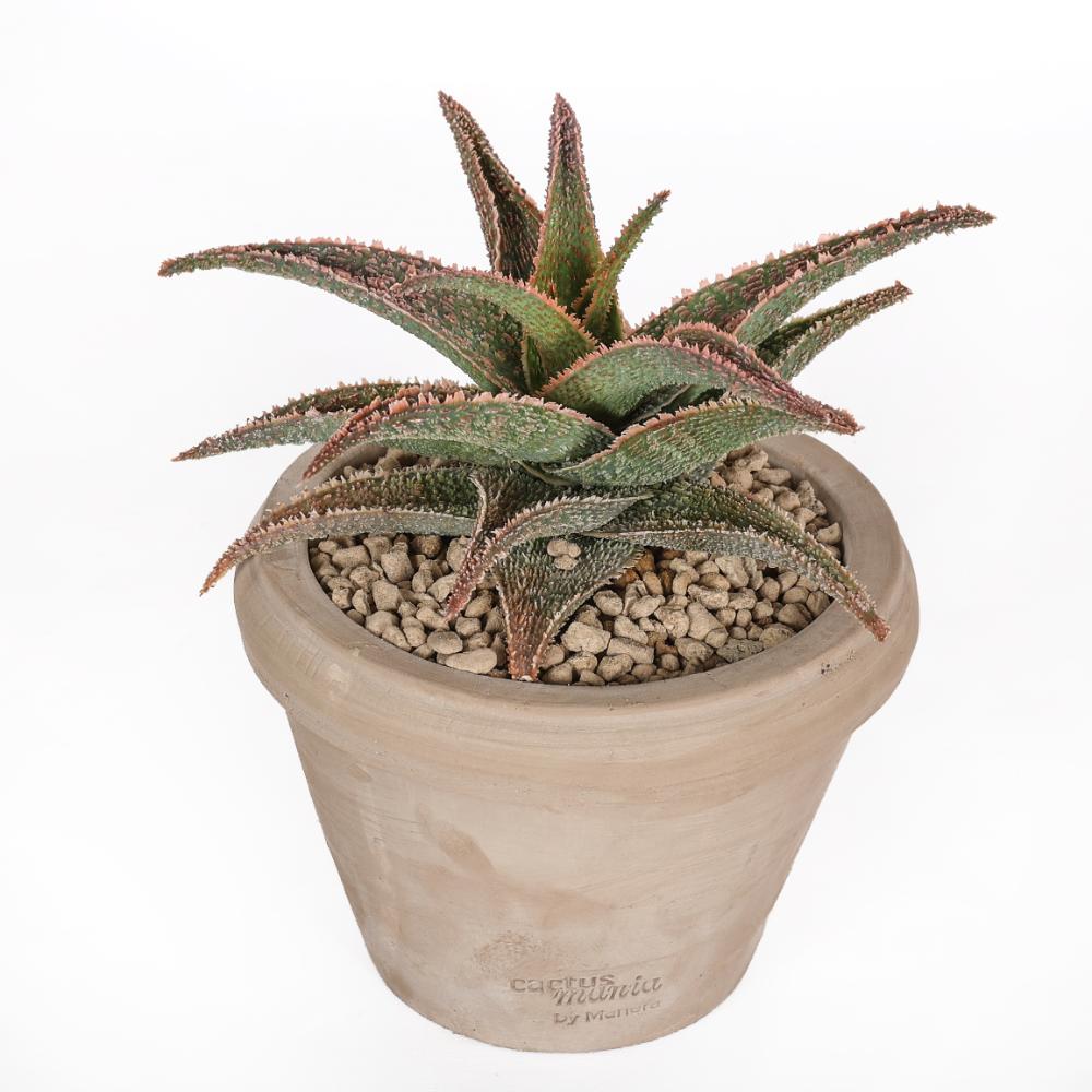 Aloe 'Pink Blush' Ø 14 cm