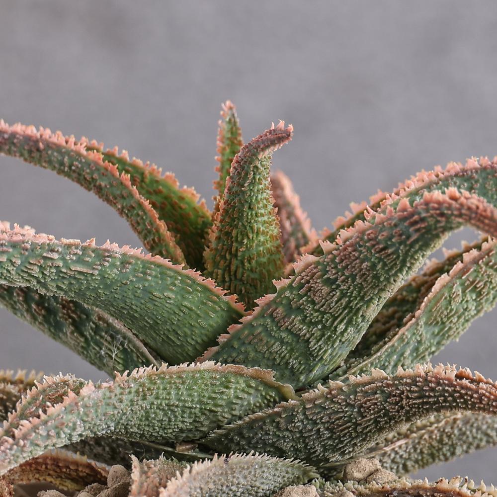Aloe 'Pink Blush' Ø 14 cm