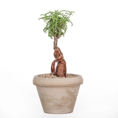 Mestoklema tuberosum Ø 14