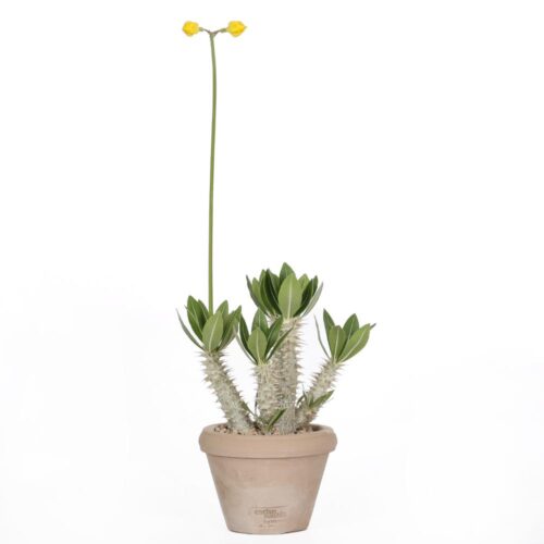 Pachypodium horombense Ø 14 cm