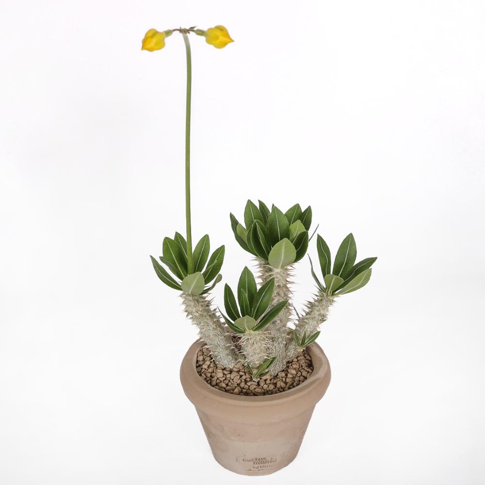Pachypodium horombense Ø 14 cm