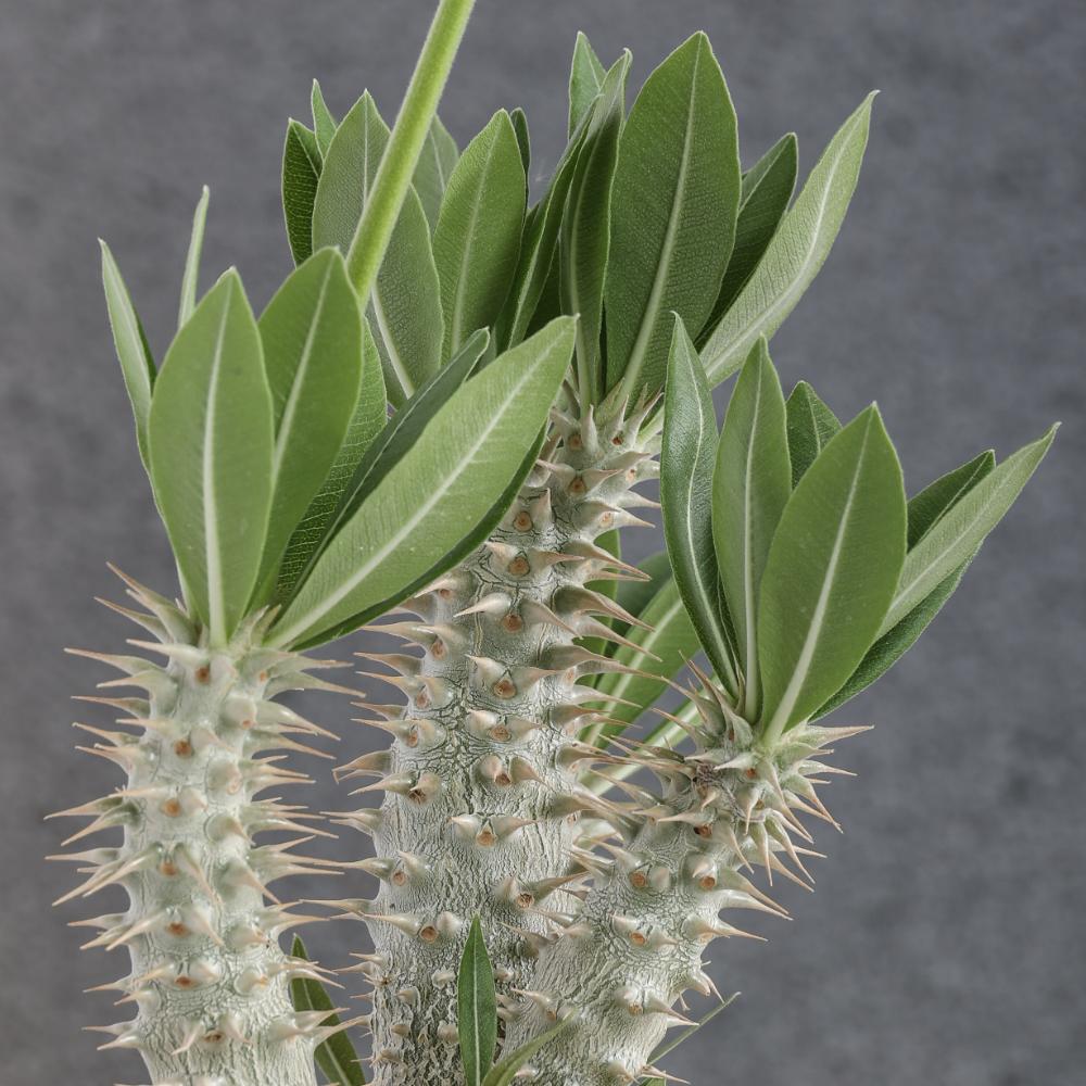 Pachypodium horombense Ø 14 cm