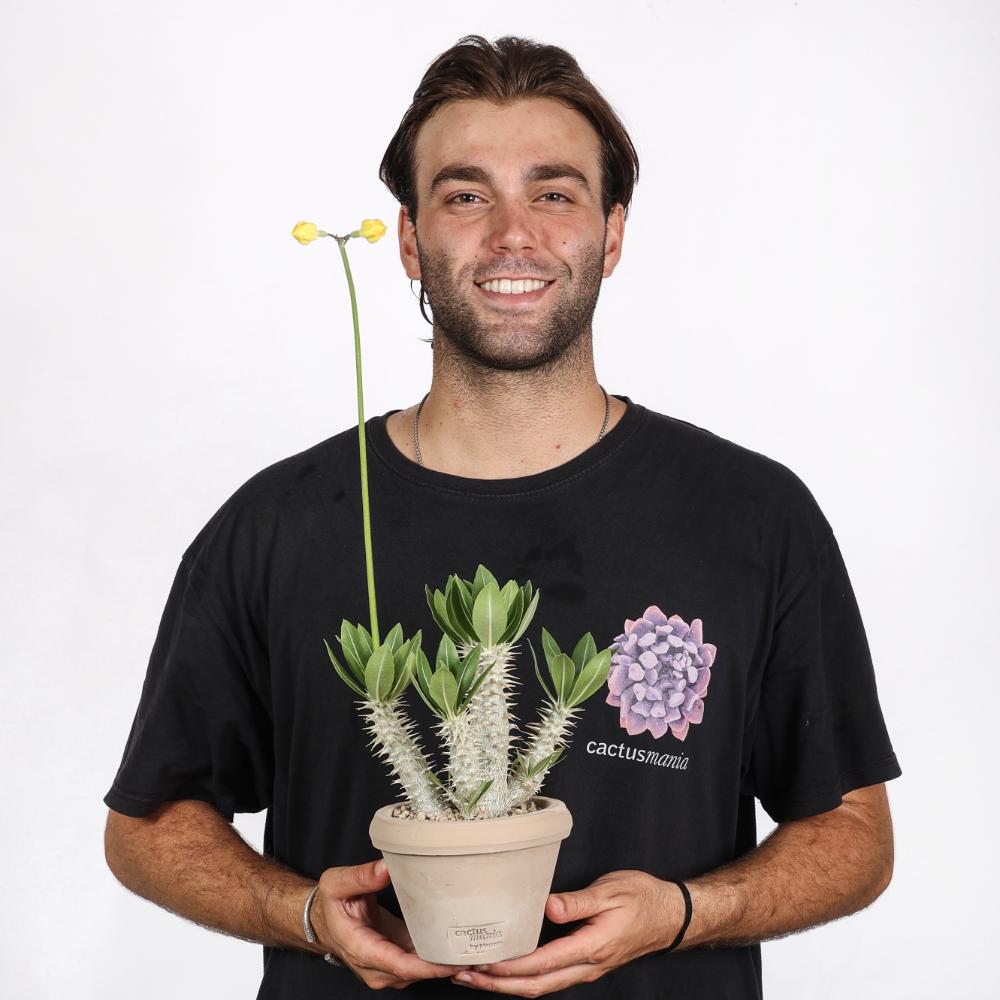 Pachypodium horombense Ø 14 cm