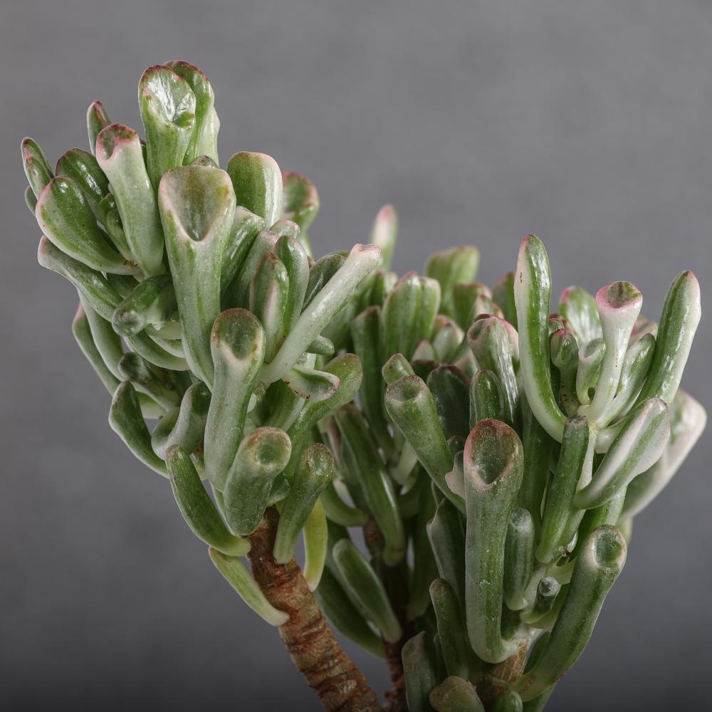 Crassula ovata hobbit f. variegata Ø 14 cm