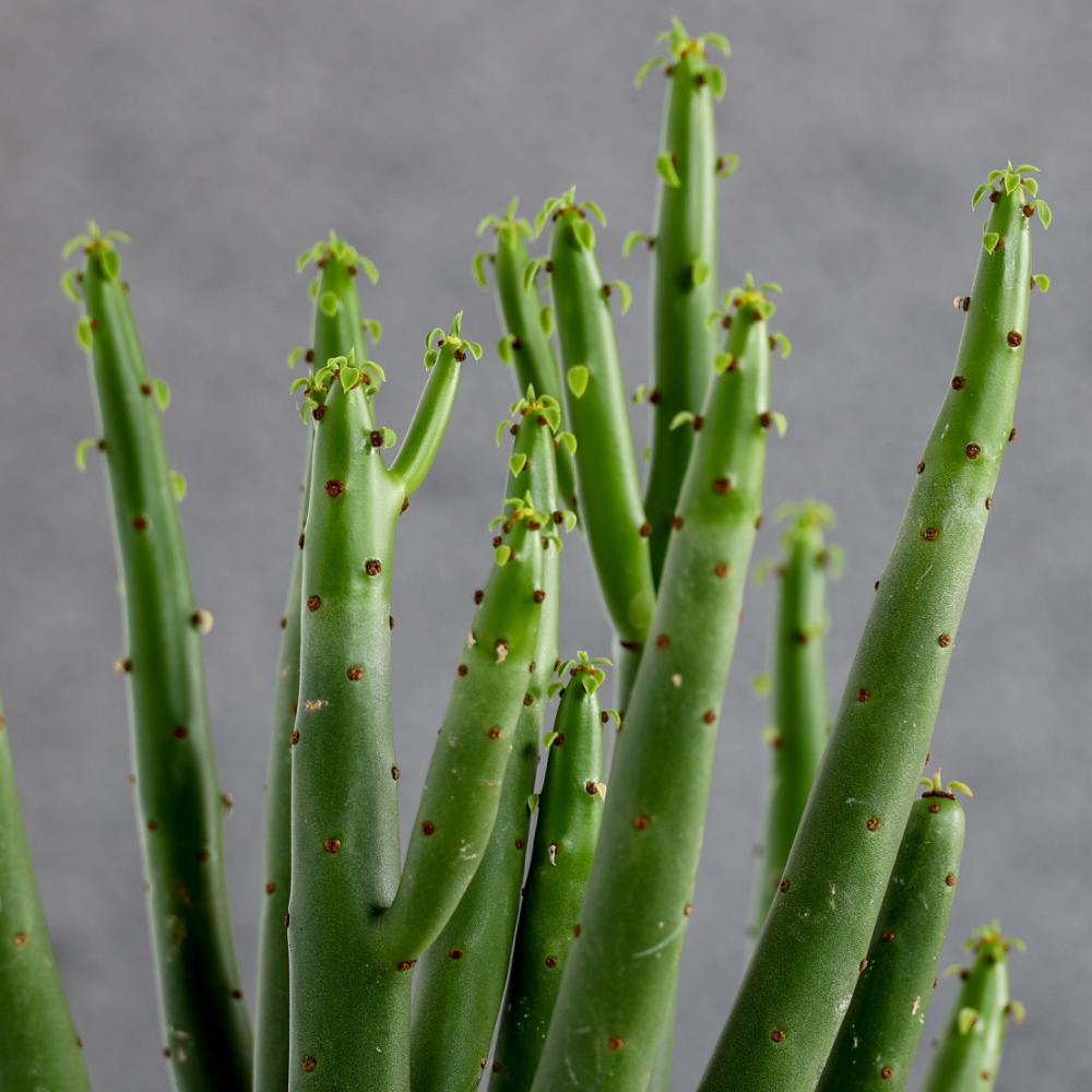 Euphorbia leucodendron Ø 14