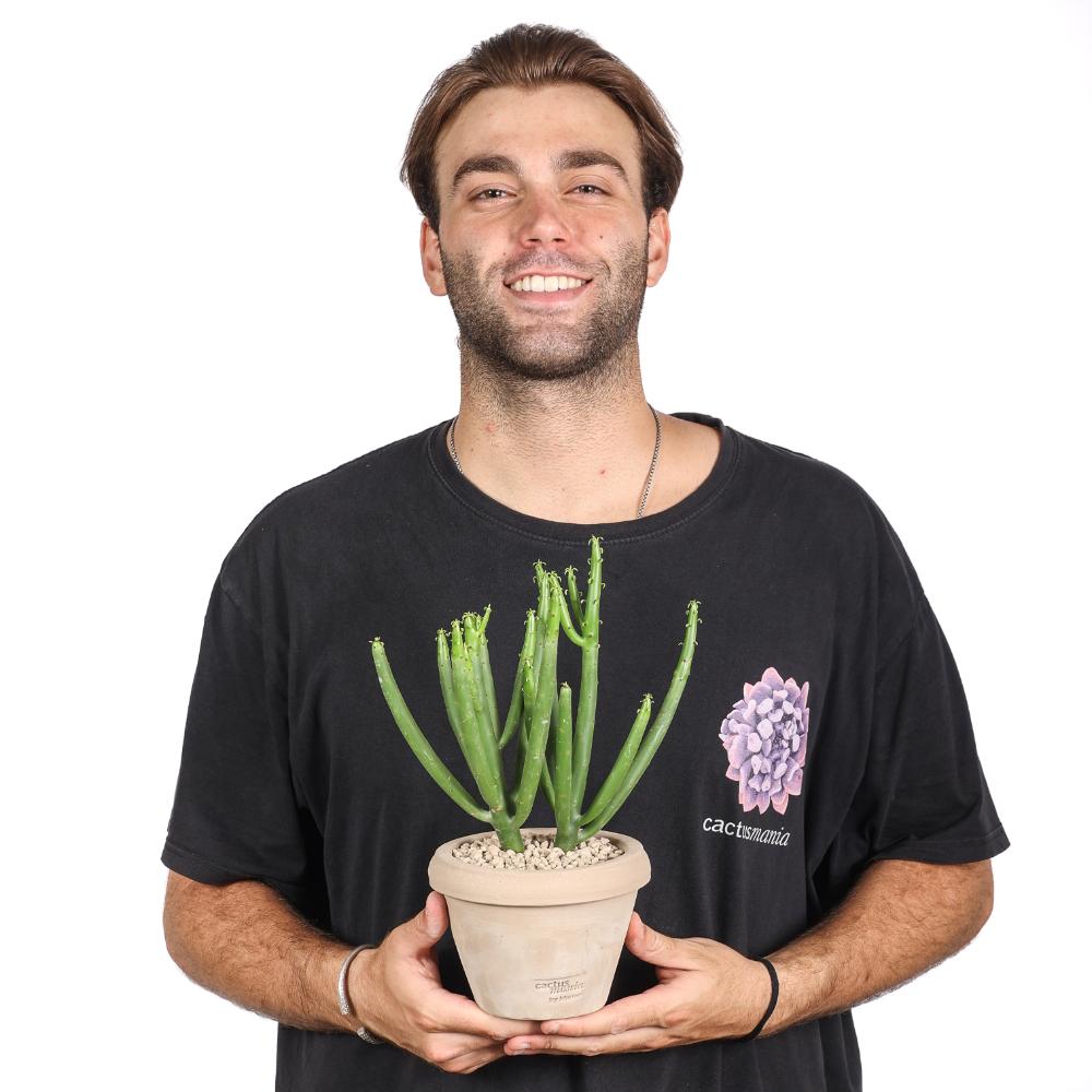 Euphorbia leucodendron Ø 14