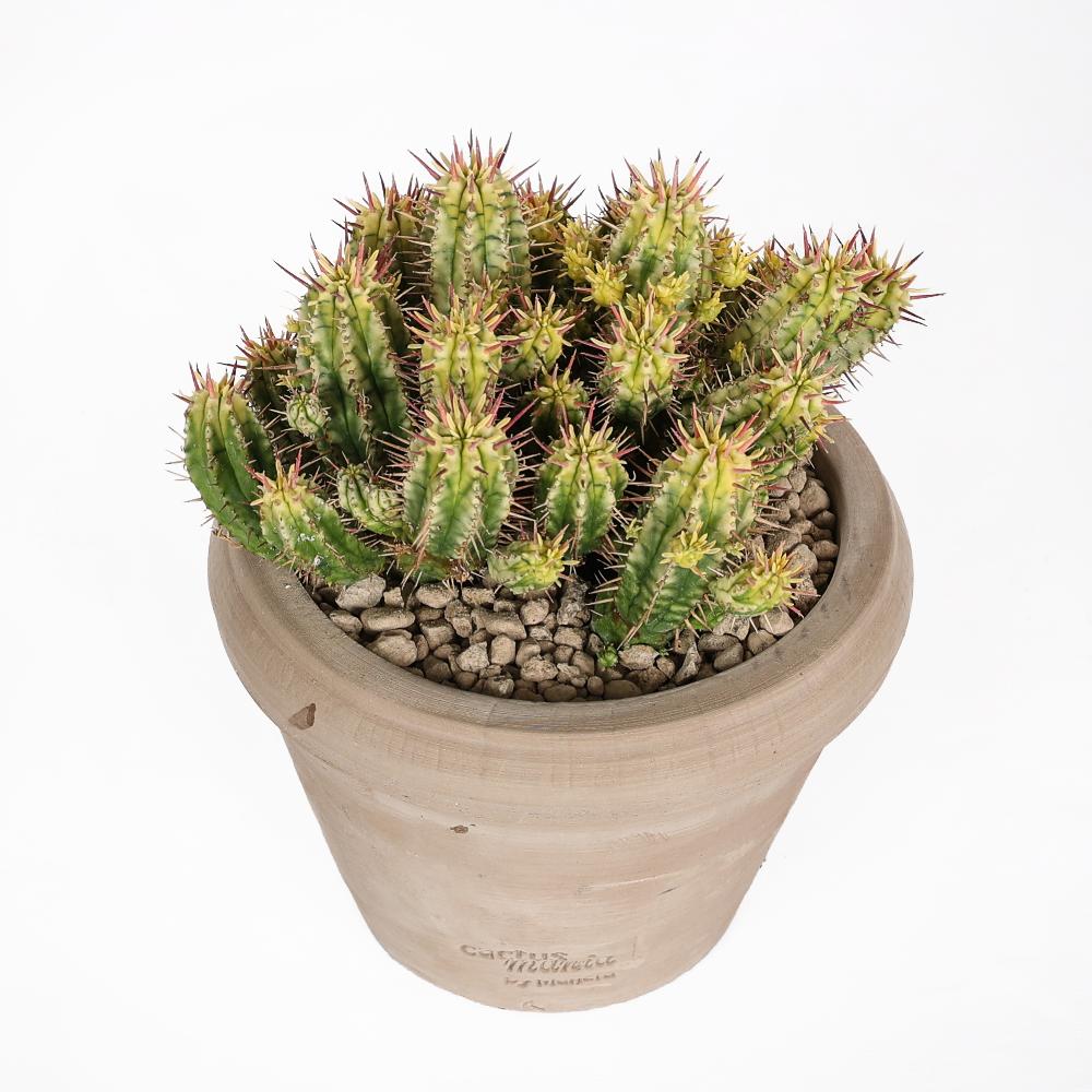 Euphorbia aggregata f. variegata Ø 14