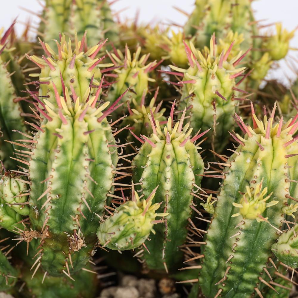 Euphorbia aggregata f. variegata Ø 14