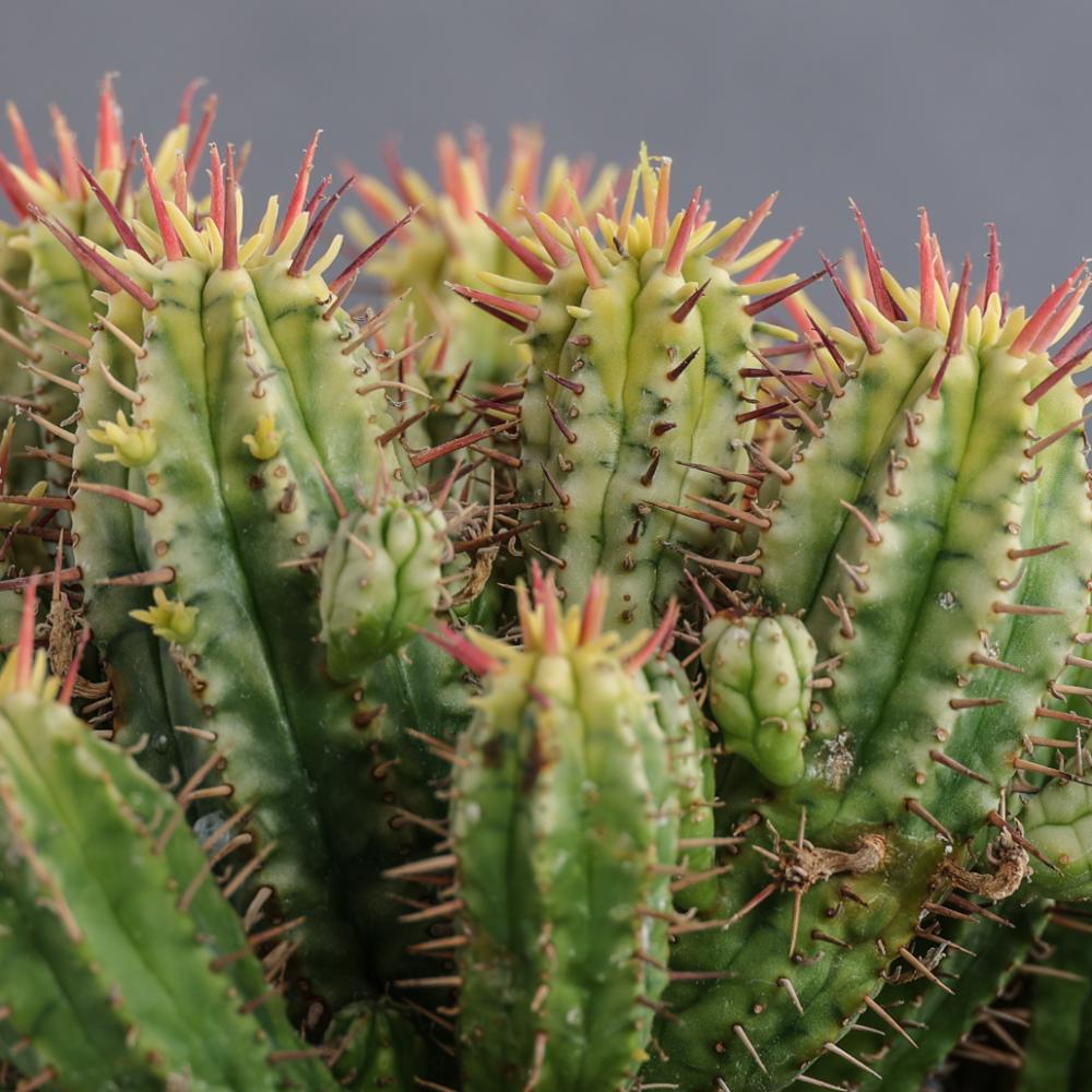 Euphorbia aggregata f. variegata Ø 14