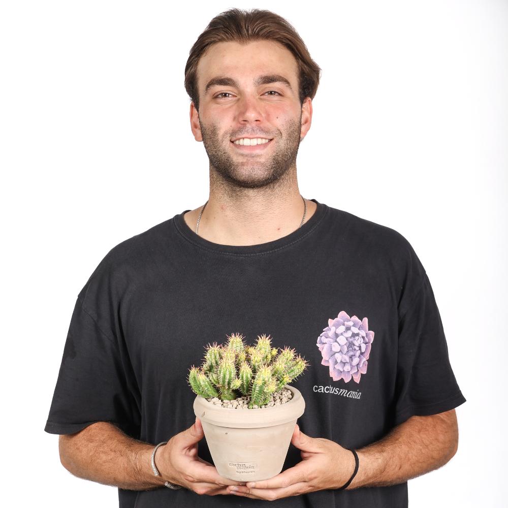 Euphorbia aggregata f. variegata Ø 14 cm