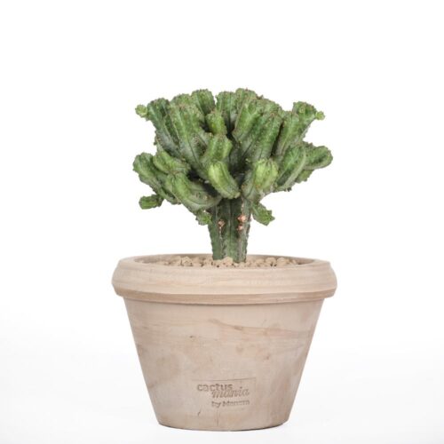 Euphorbia tubiglans Ø 14 cm