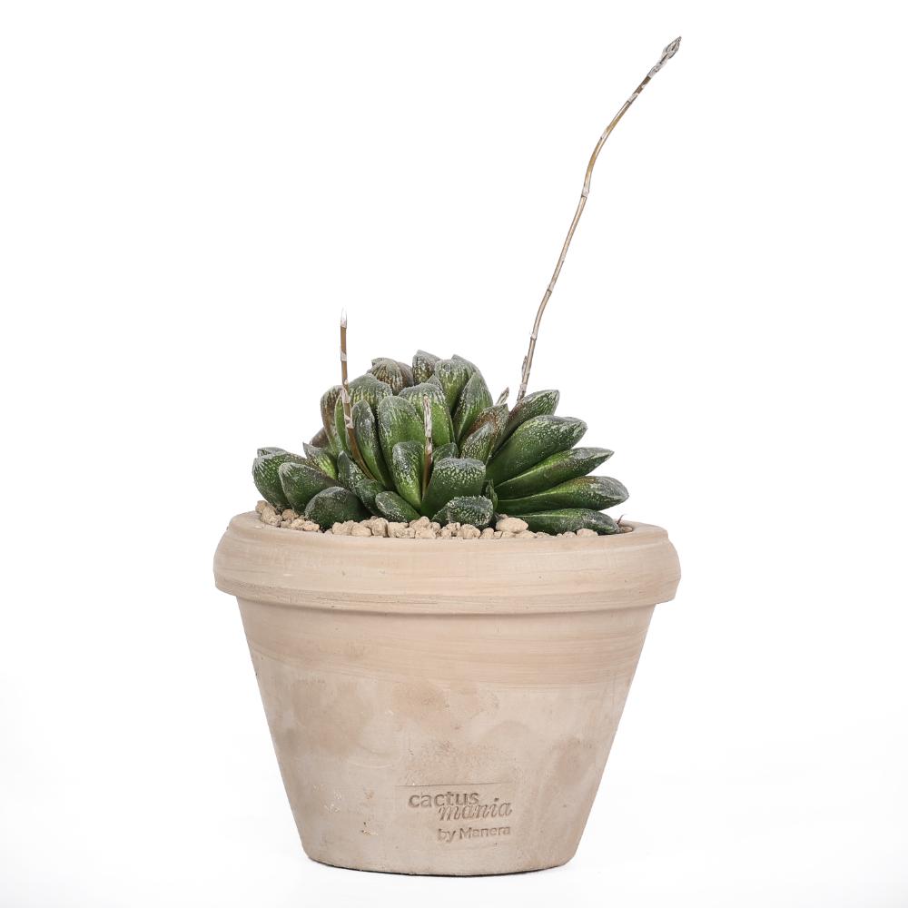 Haworthia truncata x Maughanii Ø 14 cm
