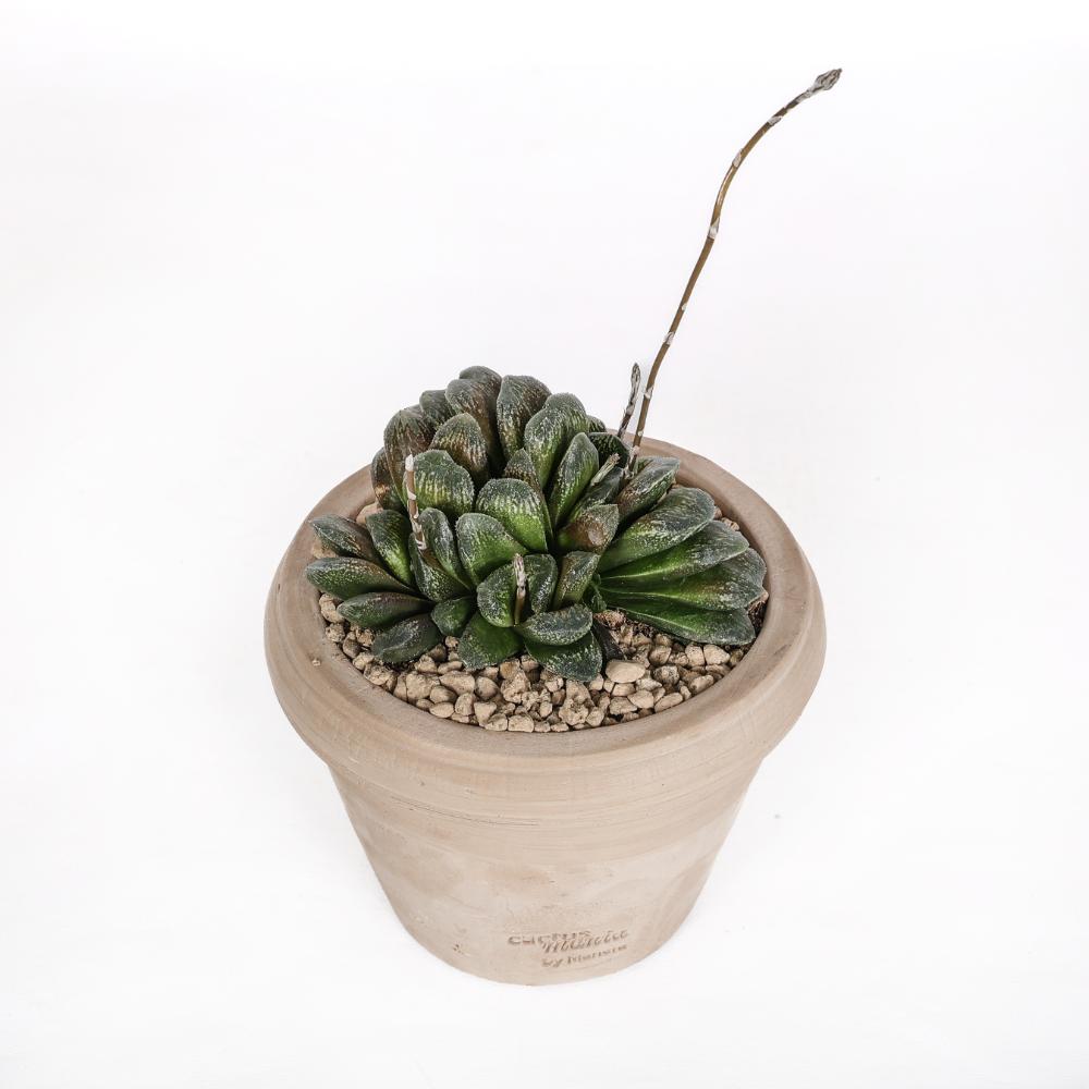 Haworthia truncata x Maughanii Ø 14 cm