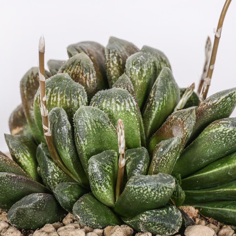 Haworthia truncata x Maughanii Ø 14 cm