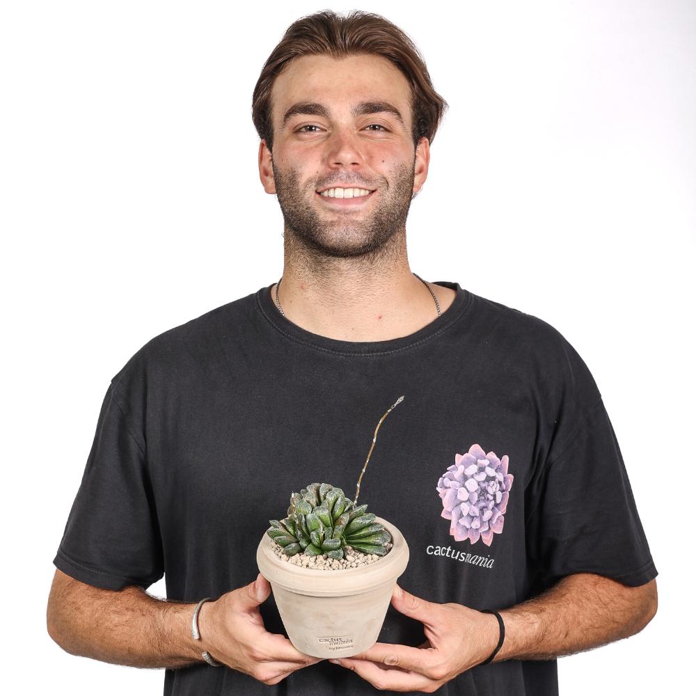 Haworthia truncata x Maughanii Ø 14 cm