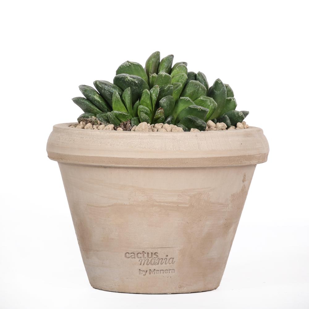 Haworthia maughanii Ø 14 cm