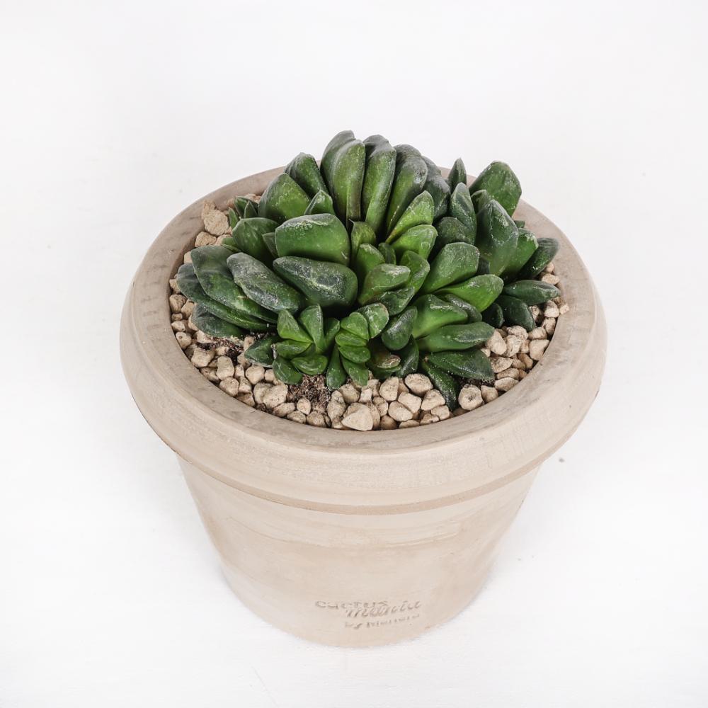Haworthia maughanii Ø 14 cm
