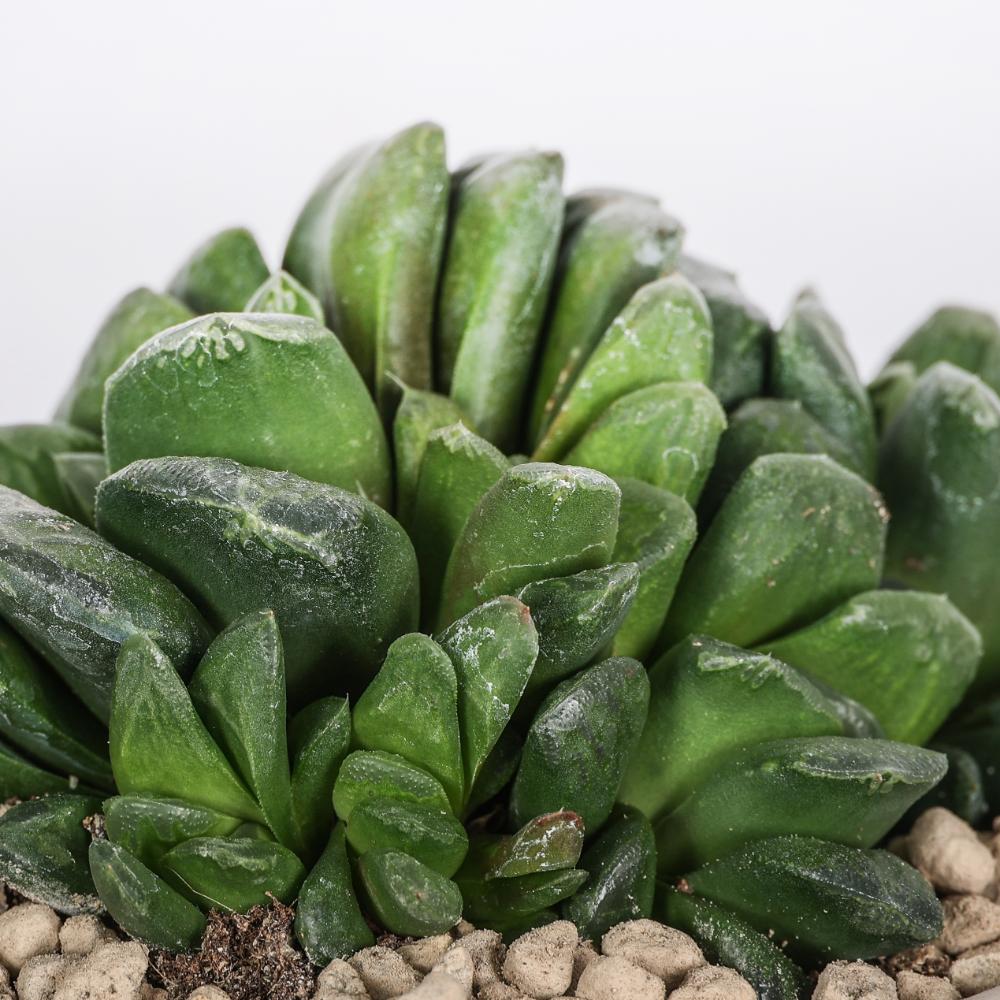 Haworthia maughanii Ø 14 cm