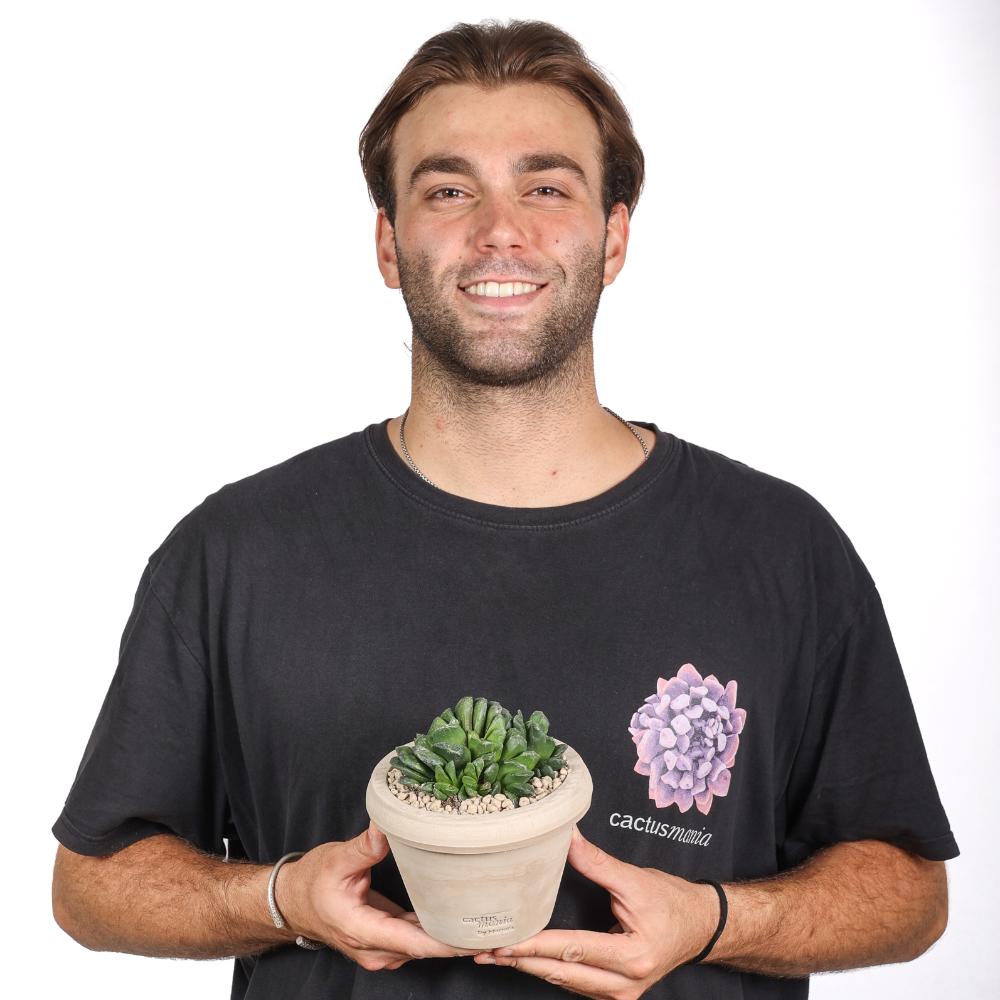 Haworthia maughanii Ø 14 cm