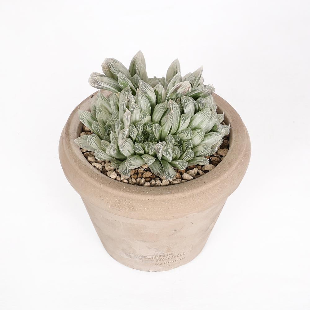 Haworthia cooperi var. pilifera variegata Ø 14 cm