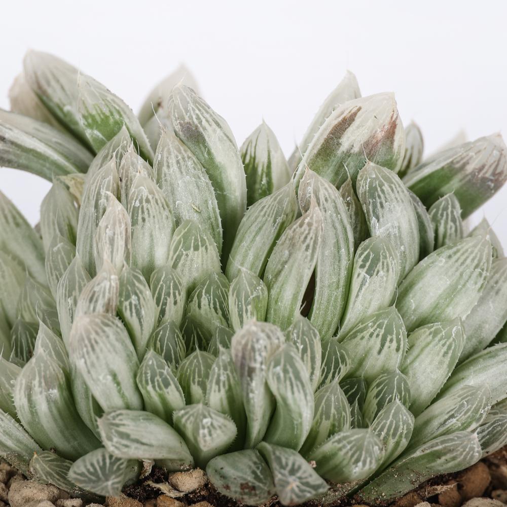 Haworthia cooperi var. pilifera variegata Ø 14 cm