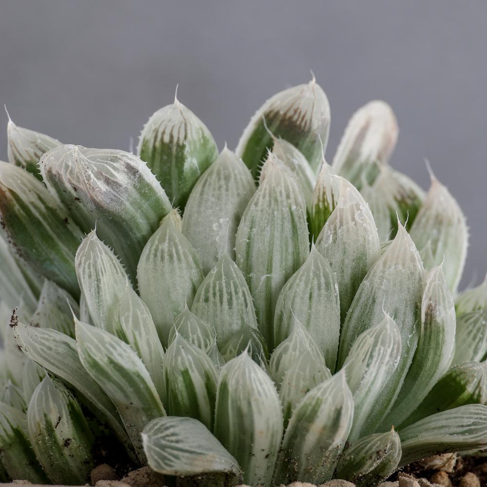 Haworthia cooperi var. pilifera variegata Ø 14 cm
