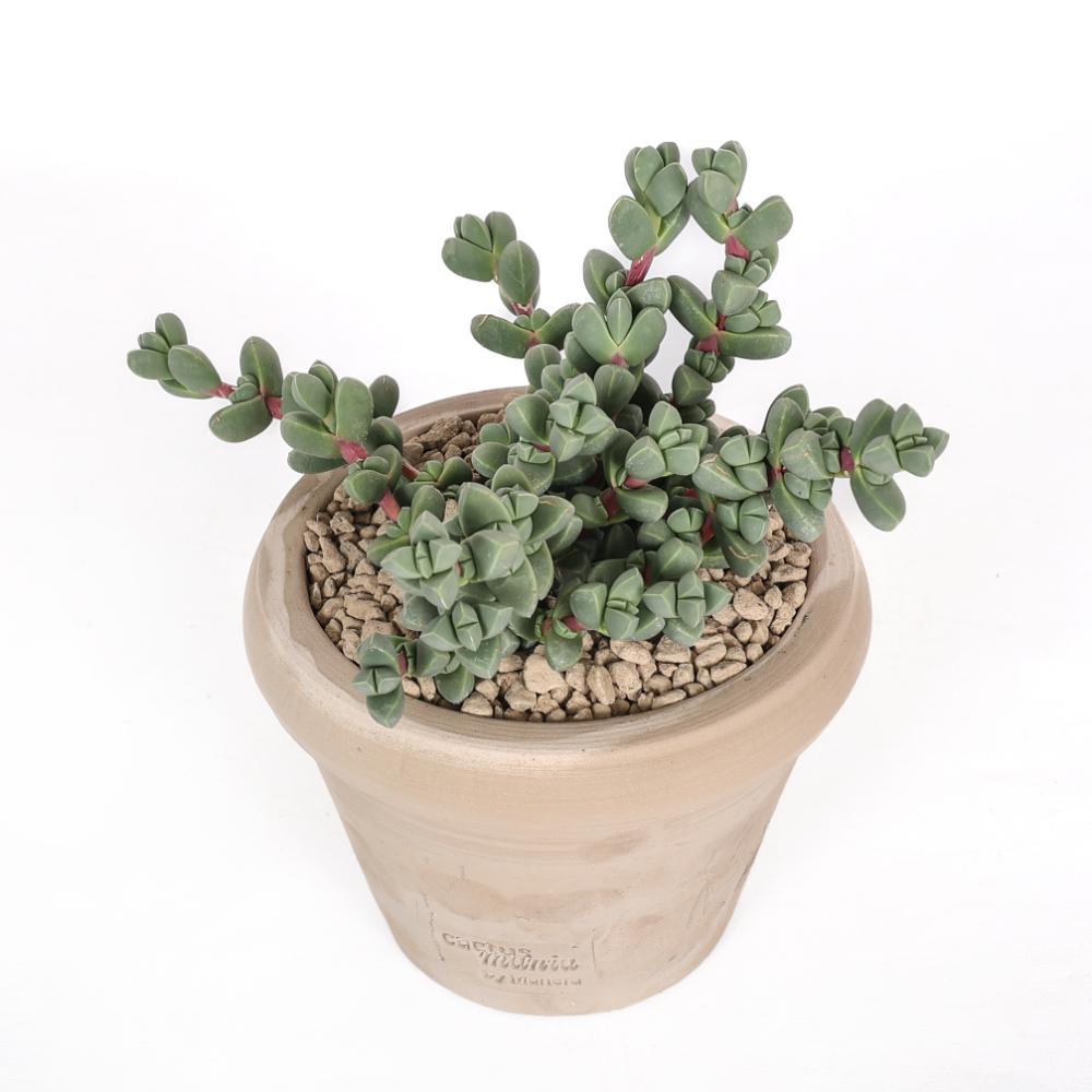 Corpuscularia lehmannii Ø 14
